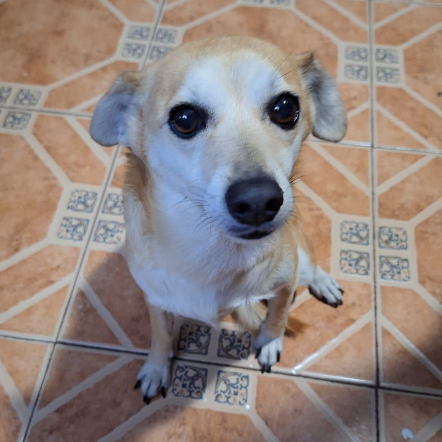 CANELA | Raza Mestiza, cruza de Chihuahua | Perdida