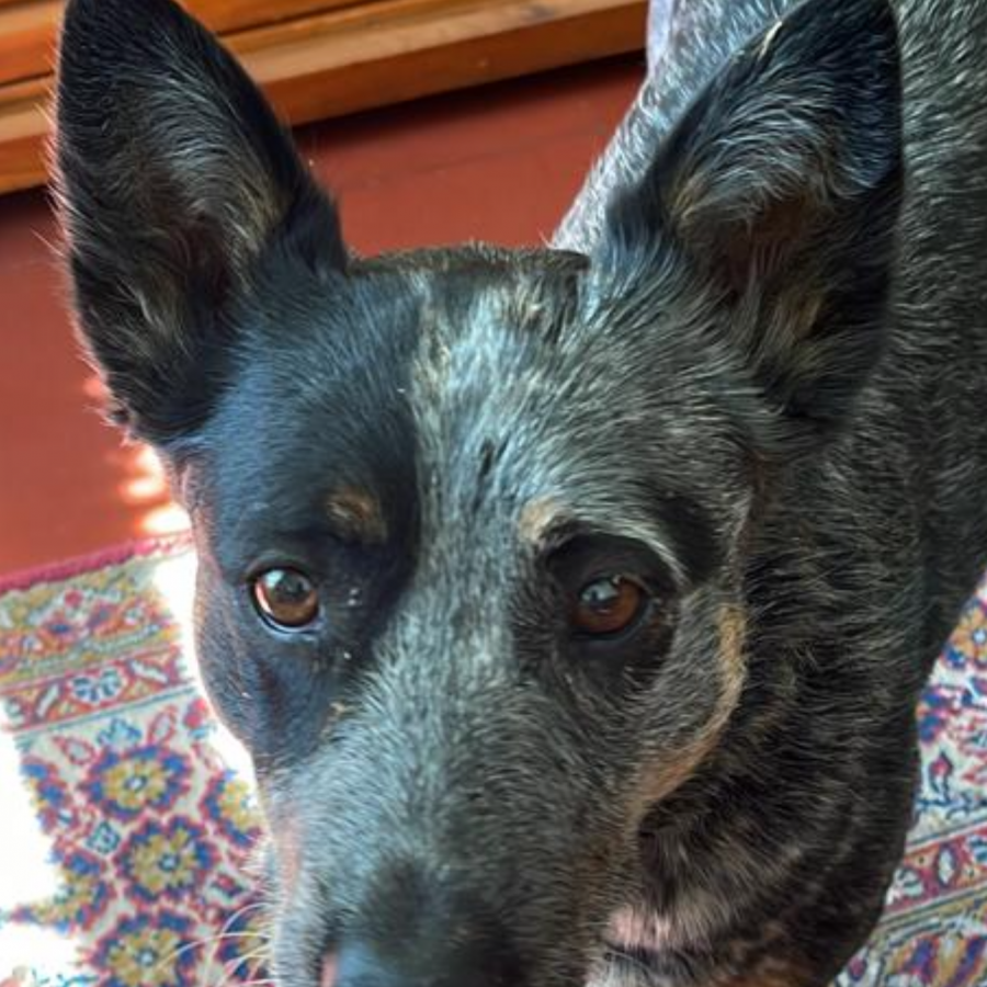 FRIDA | Raza Ganadero Australiano Blue Heeler  | Perdida