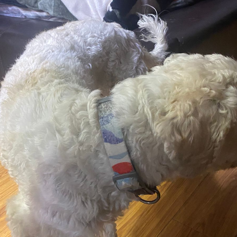  | Raza French Poodle o Caniche | Encontrado