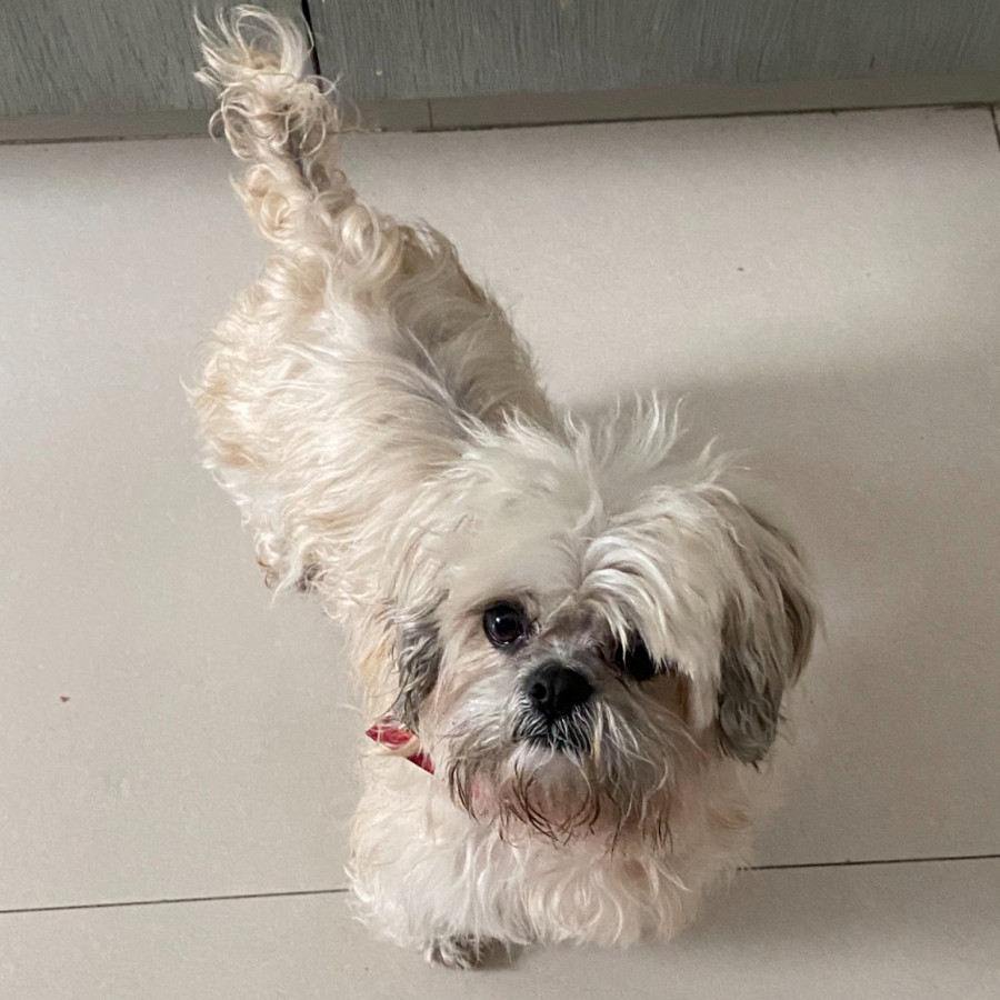 BRUNO | Raza Shih Tzu  | Perdido
