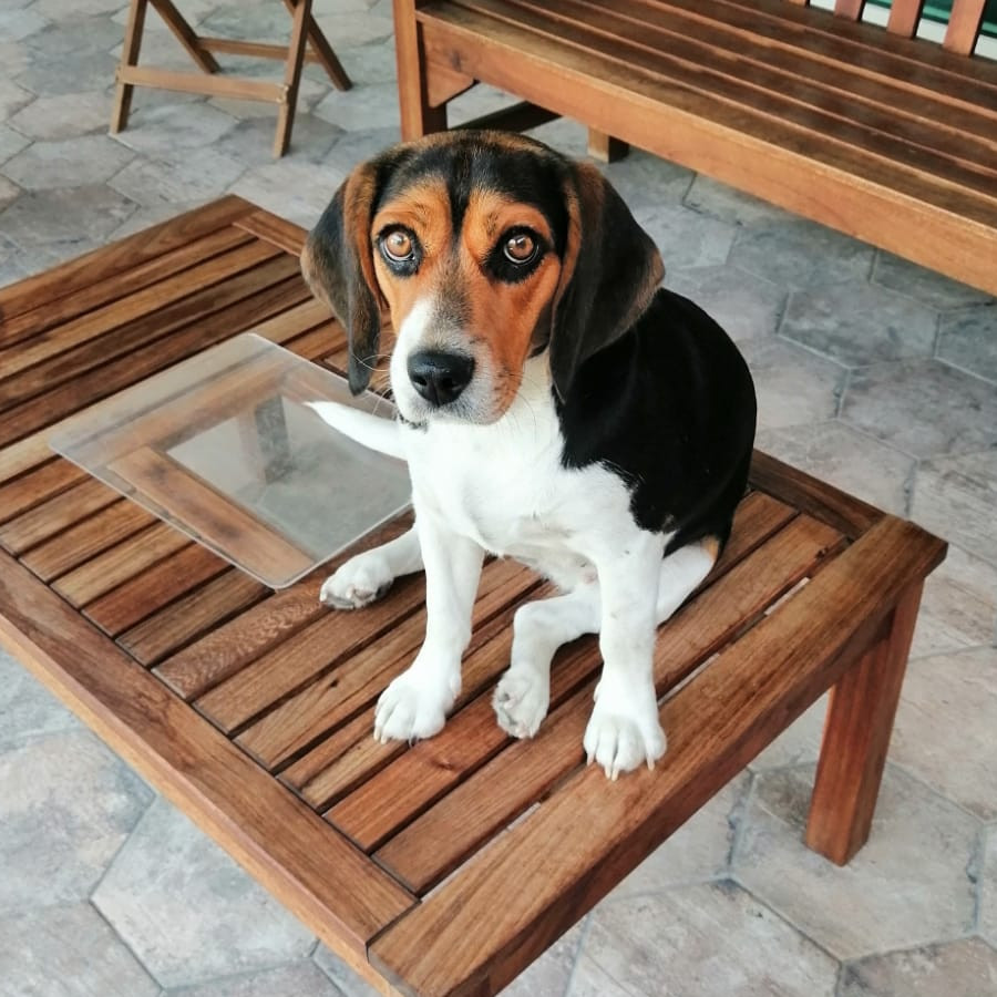 KIWI | Raza Beagle | Final Feliz