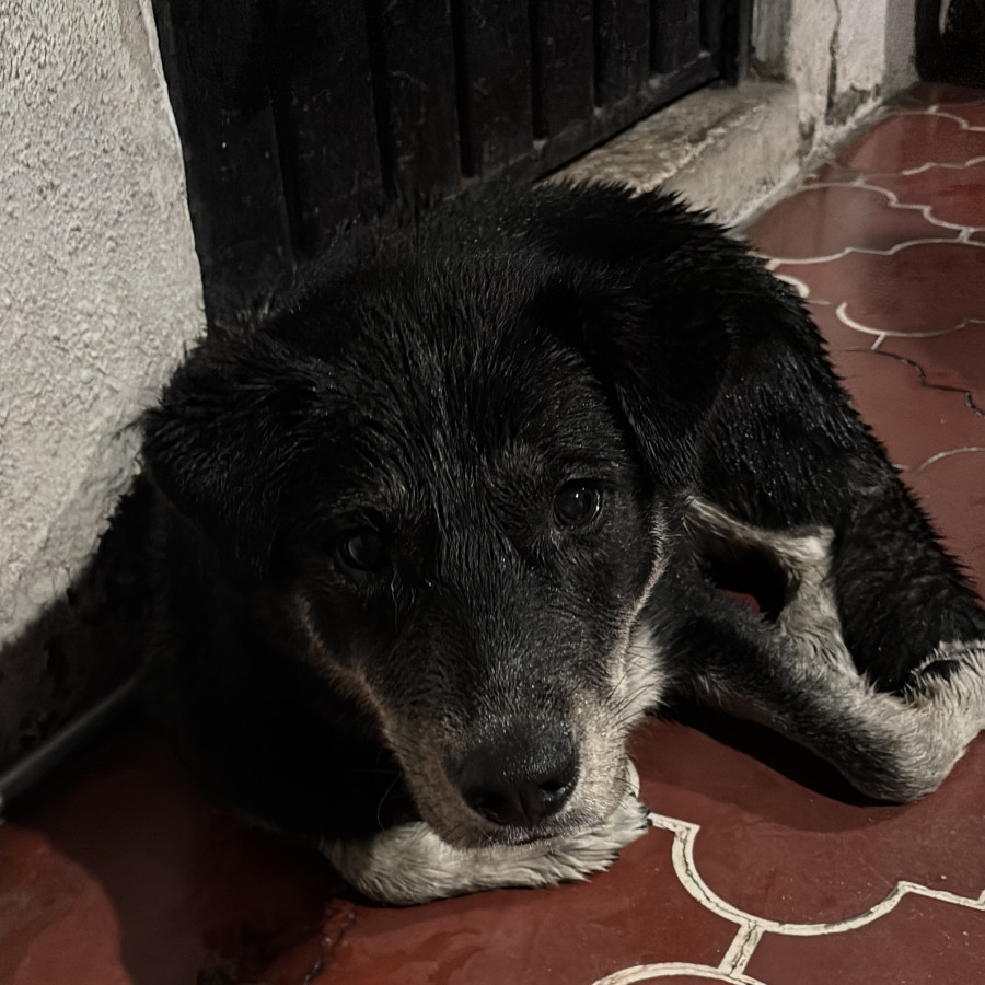 HERMOSA PELUDITA | Raza Mestiza | En Adopción