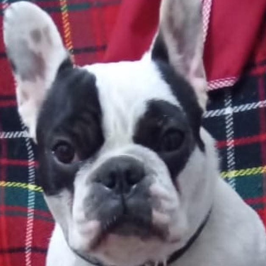 BOCHO | Raza Bulldog Francés  | Perdido