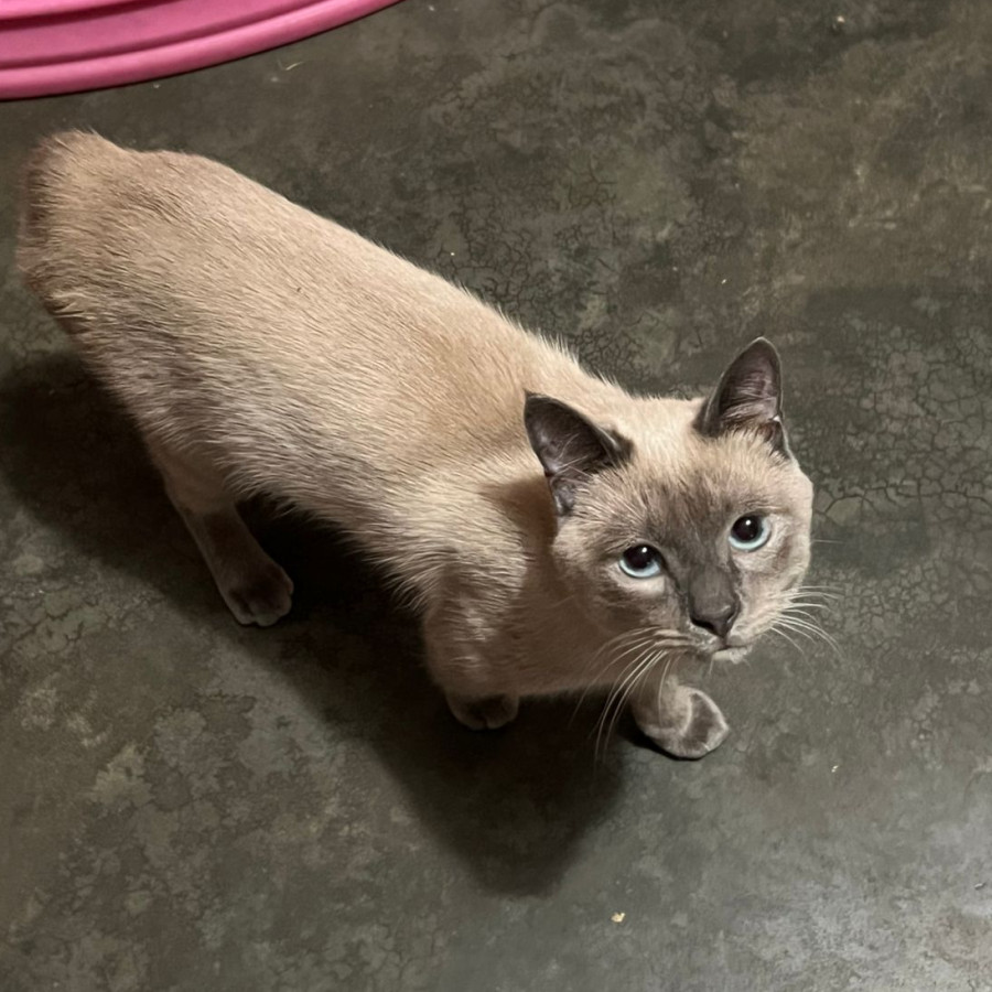 MAGNUS | Raza Mekong Bobtail o Colicorto del Mekong | Perdido