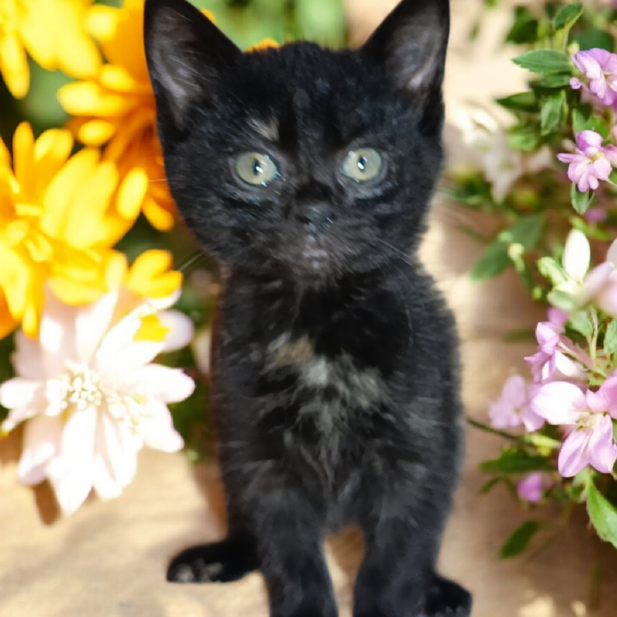 MAYA | Raza Calicó de pelo corto color carey | En Adopción