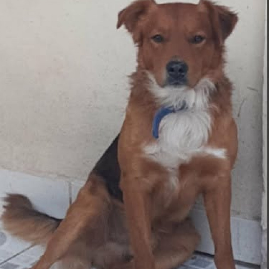 CHEWBACCA | Raza Mestizo | Perdido