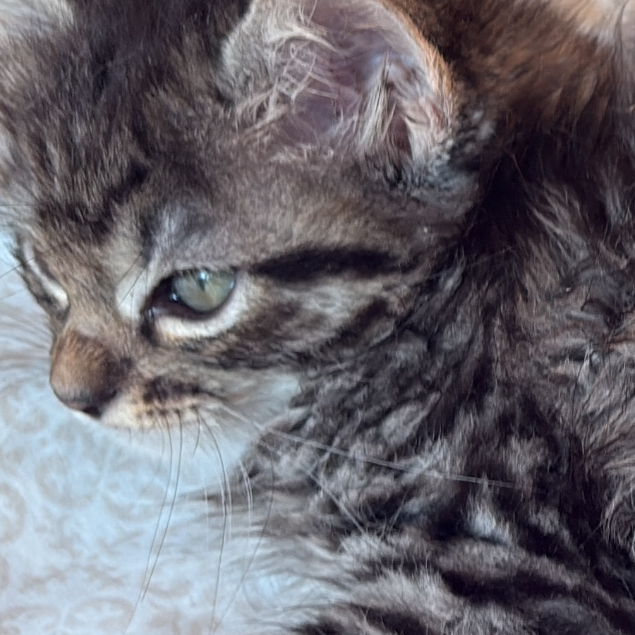 BETITO | Raza Doméstico Américano de Pelo Corto | Perdido