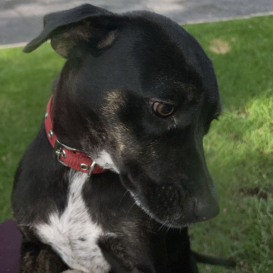 CHOCO | Raza Mestiza | Perdida