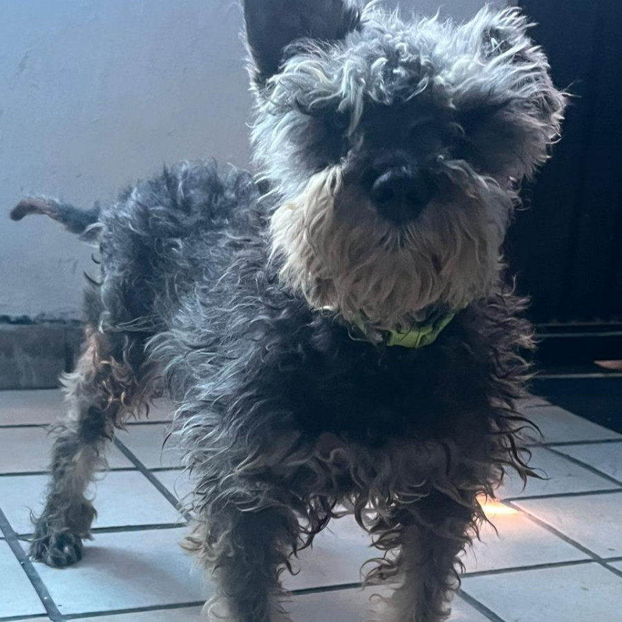 ROBERTO | Raza Schnauzer Miniatura  | Perdido