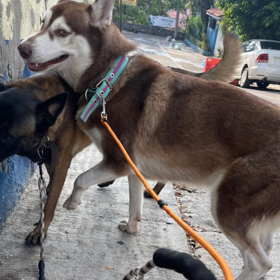 SARABI | Raza Husky Siberiano | Final Feliz