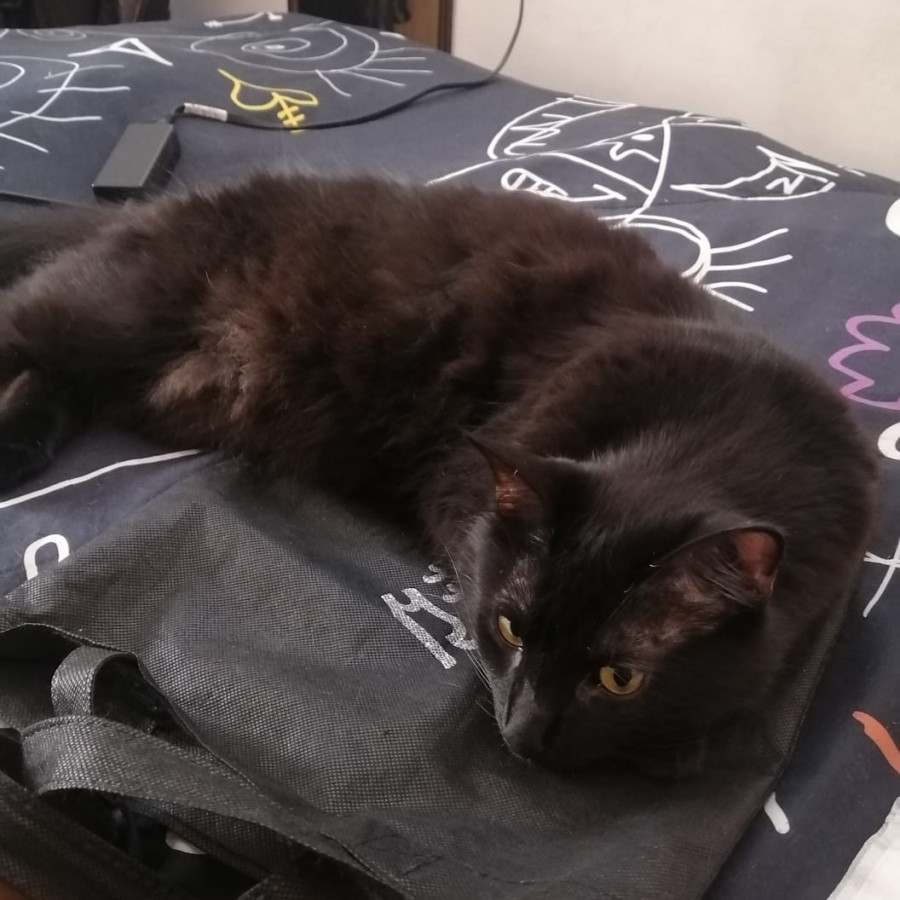 RA | Raza Angora Turco Negro | Perdido