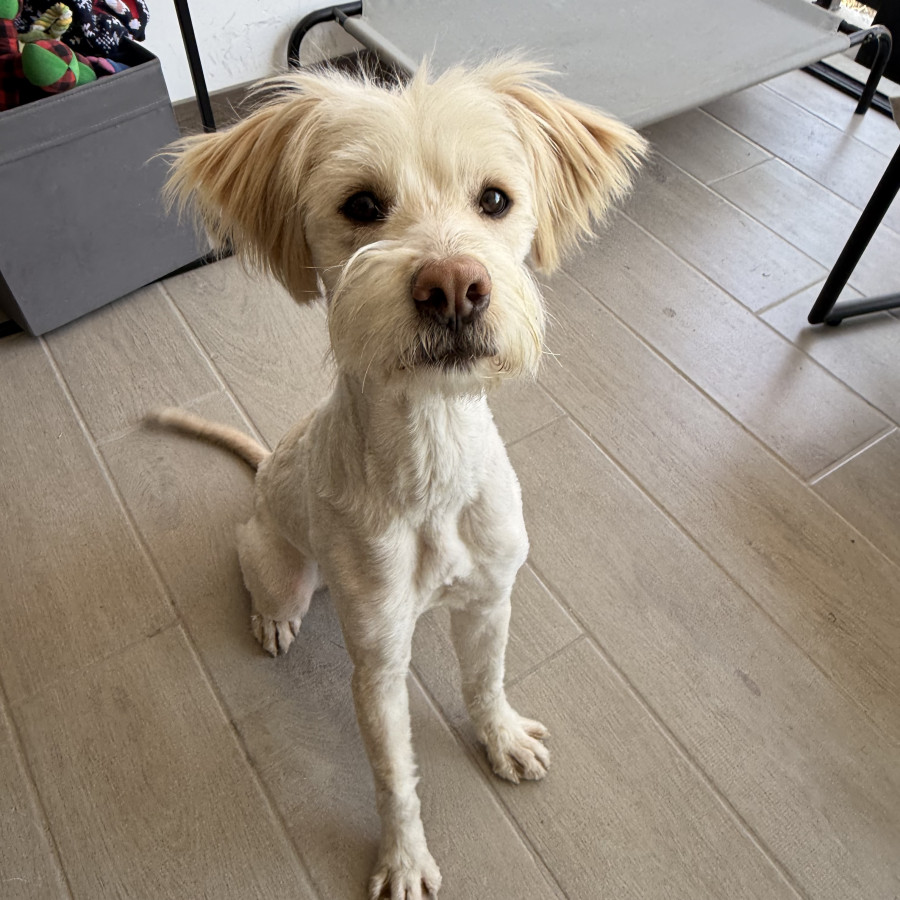  | Raza Mestizo | Encontrado