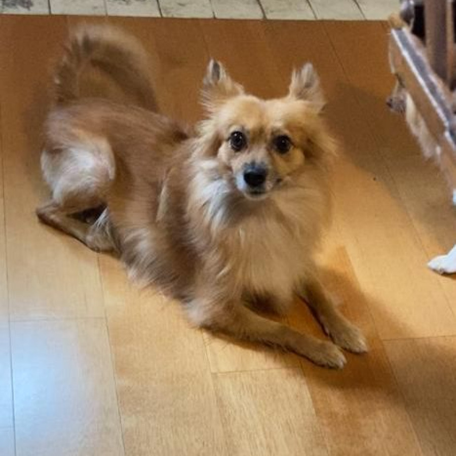 KITTY | Raza Pomerania | Final Feliz