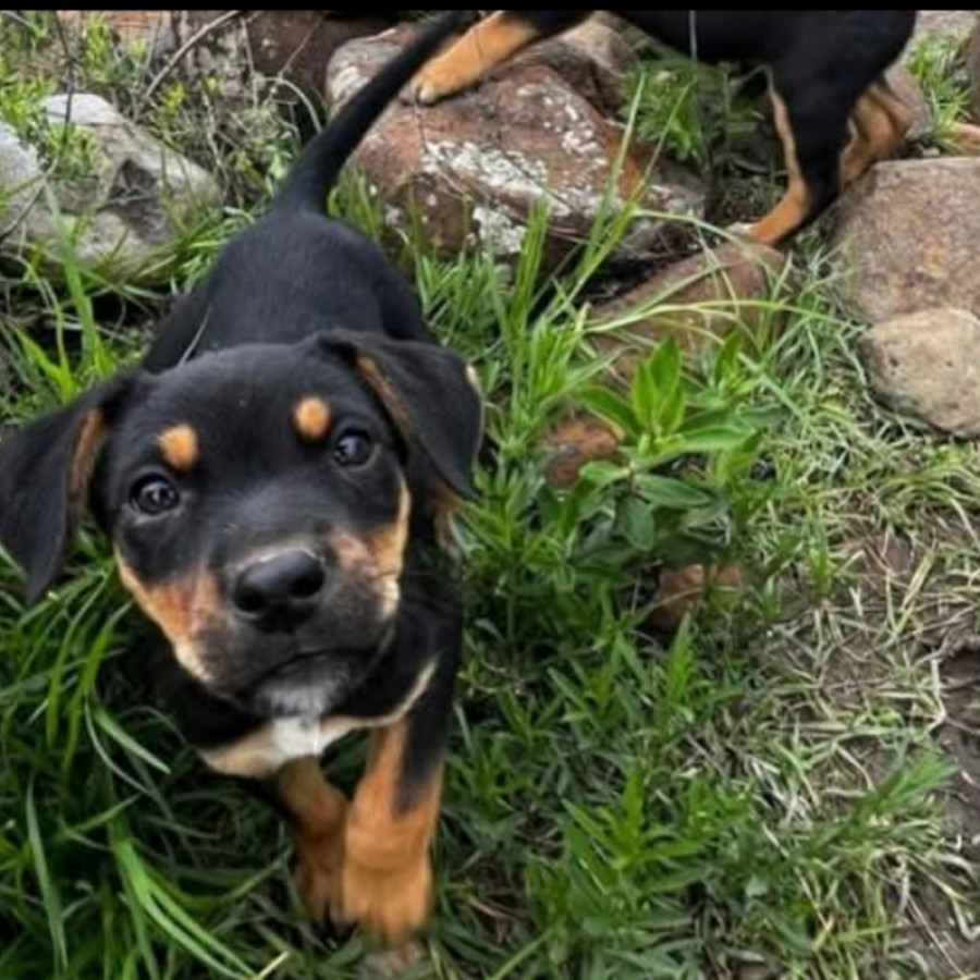 ALYKA | Raza Mestiza, posible cruza de Rottweiler | Perdida