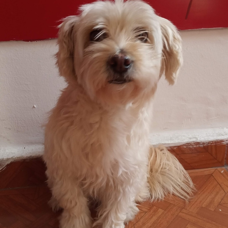 NIKO | Raza Maltés | Perdida