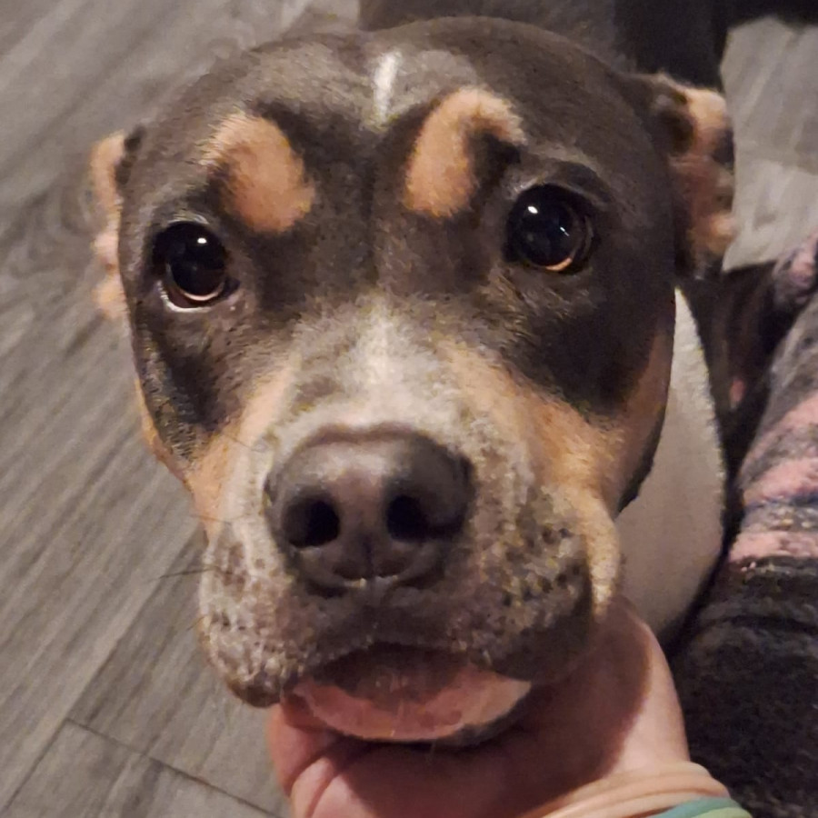 MUÑECA | Raza American Pitbull Terrier | Perdida