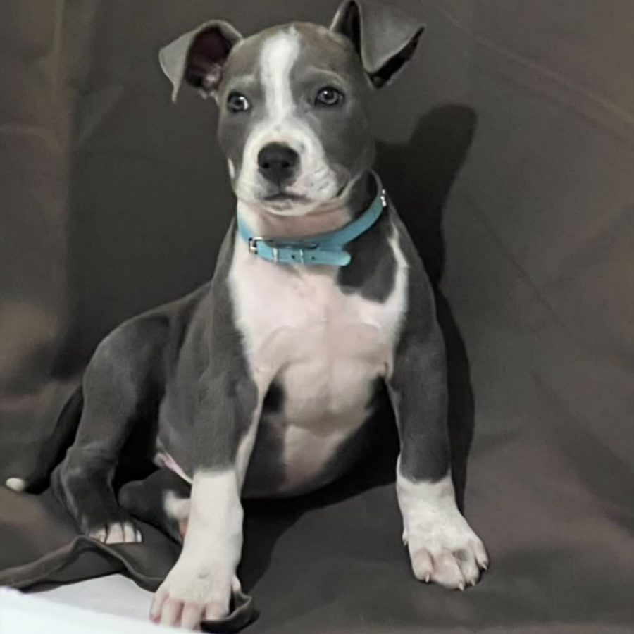 DOBY | Raza American Pitbull Terrier | Final Feliz