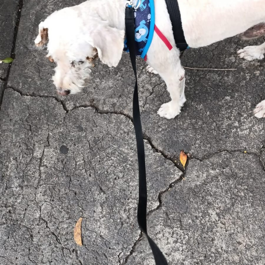  | Raza Mestizo | Encontrado