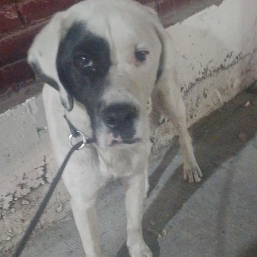  | Raza Mestizo, posible cruza de Dálmata con American Pitbull Terrier | Encontrado