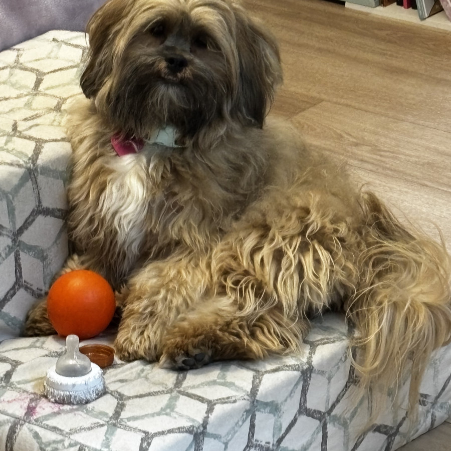 CHUI | Raza Shih Tzu  | Final Feliz