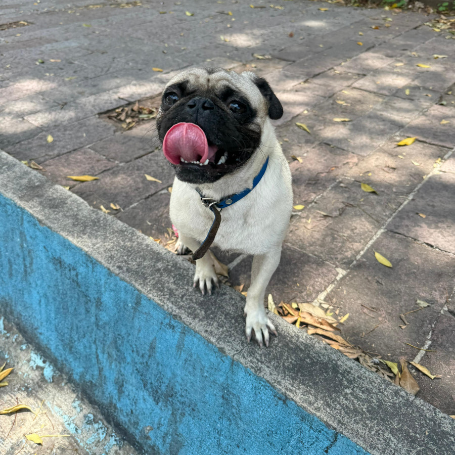 BENJI | Raza Pug o Carlin | Perdido