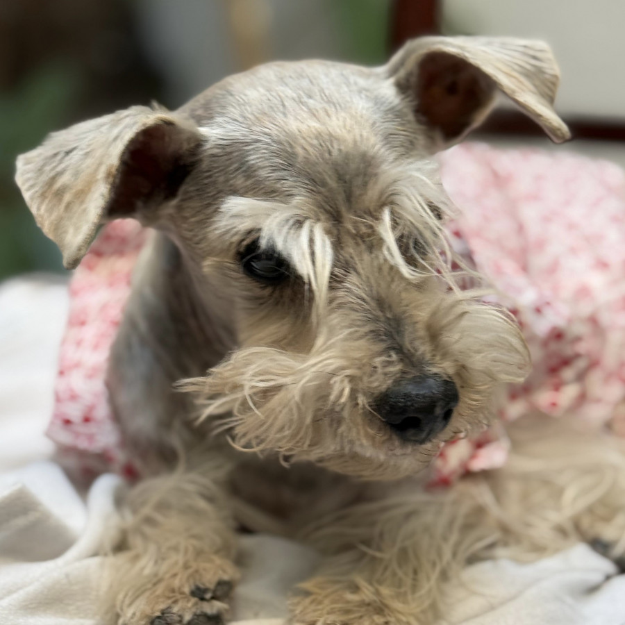 PÍA | Raza Schnauzer | Perdida