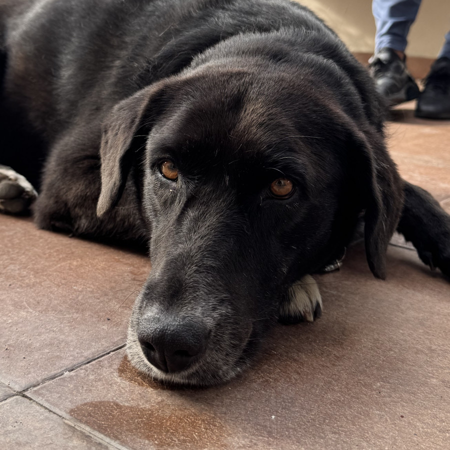  | Raza Mestizo, cruza de Labrador | Encontrada