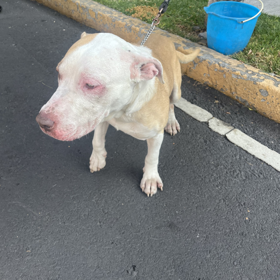  | Raza American Pitbull Terrier | Encontrado