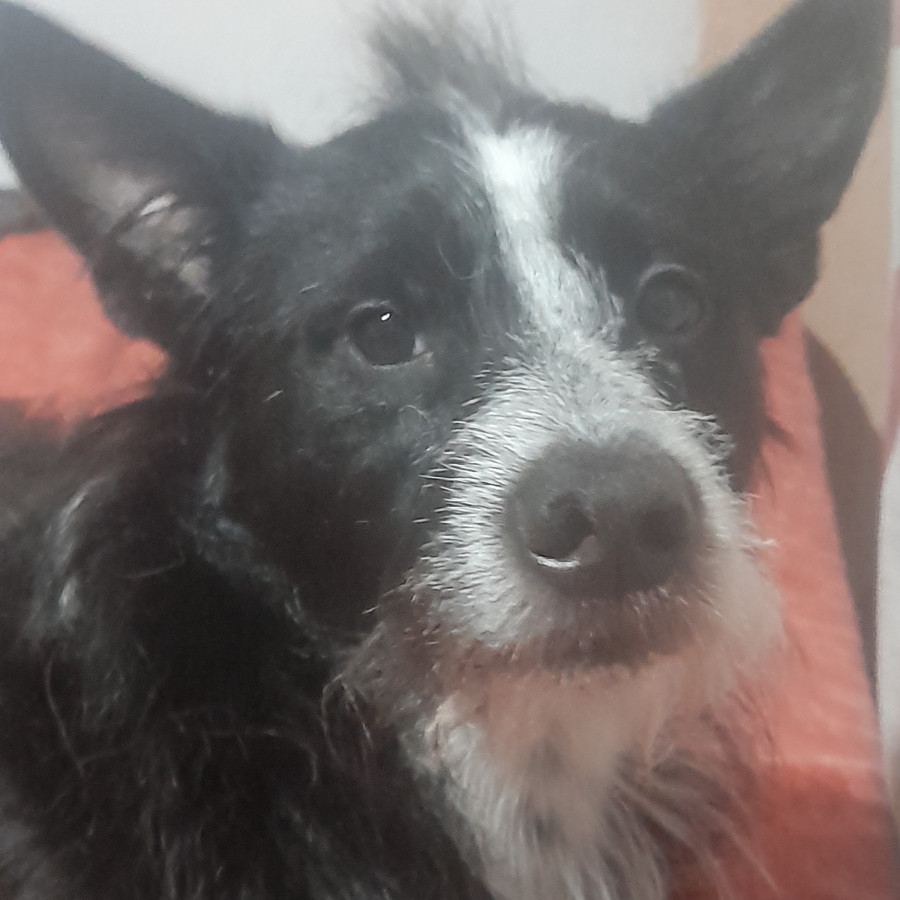 TOBY | Raza Mestizo | Perdido