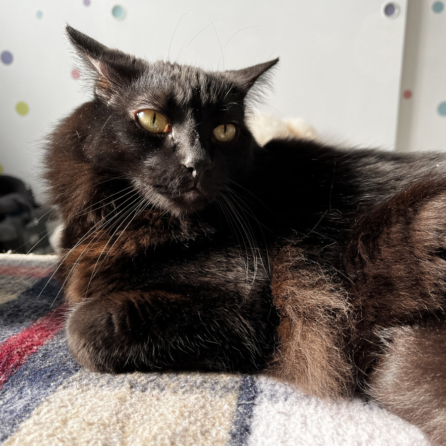 MEPHISTO | Raza Angora Turco Negro | Perdido