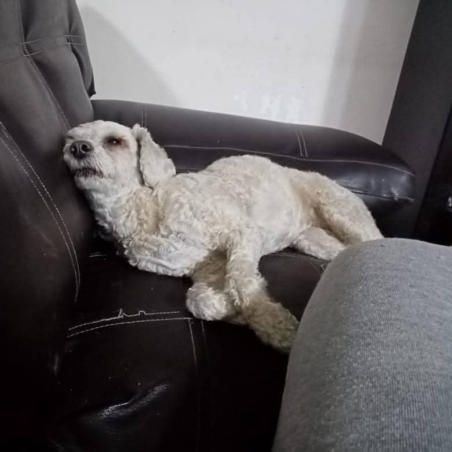 ESTRELLA | Raza French Poodle o Caniche | Perdida