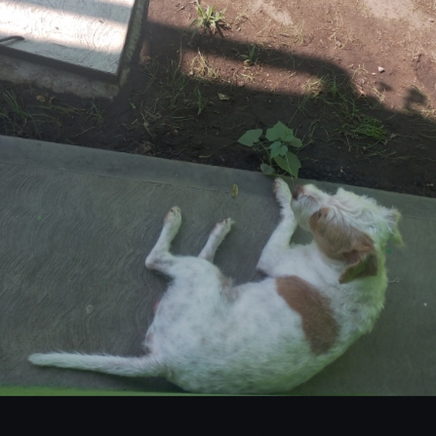 SNOOPY | Raza Mestizo, cruza de Jack Russell Terrier | Perdido