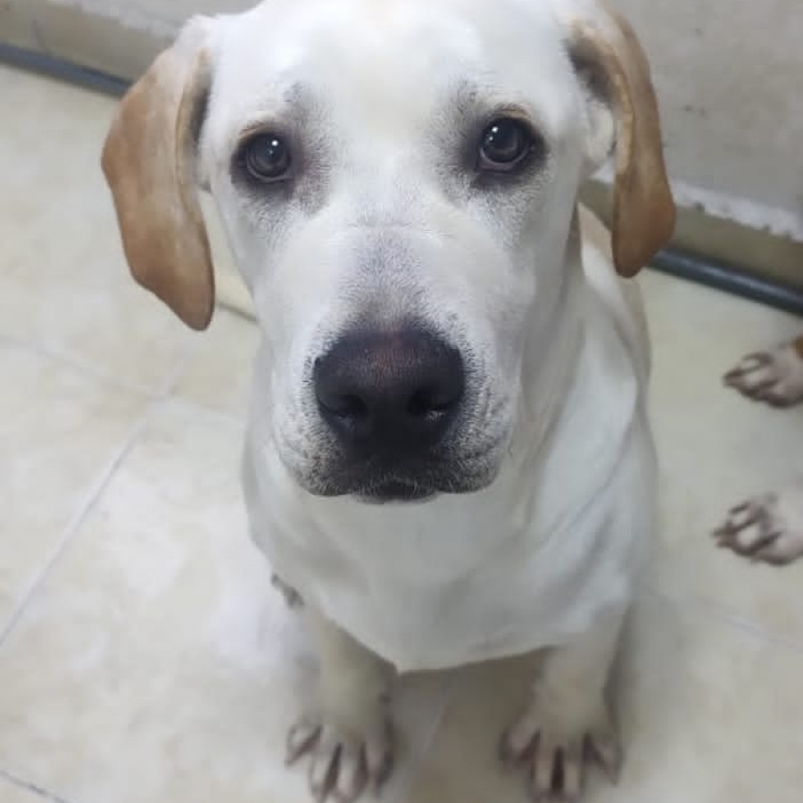 LUNA | Raza Mestiza, cruza de Labrador | En Adopción