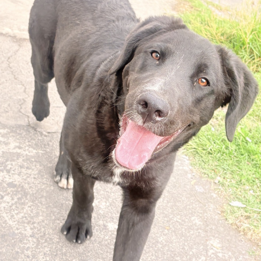 | Raza Mestizo, cruza de Labrador | Encontrado