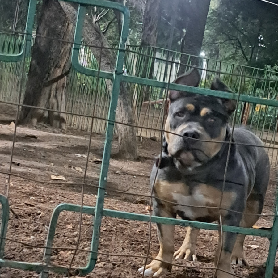 BONNIE | Raza American Bully  | Perdida