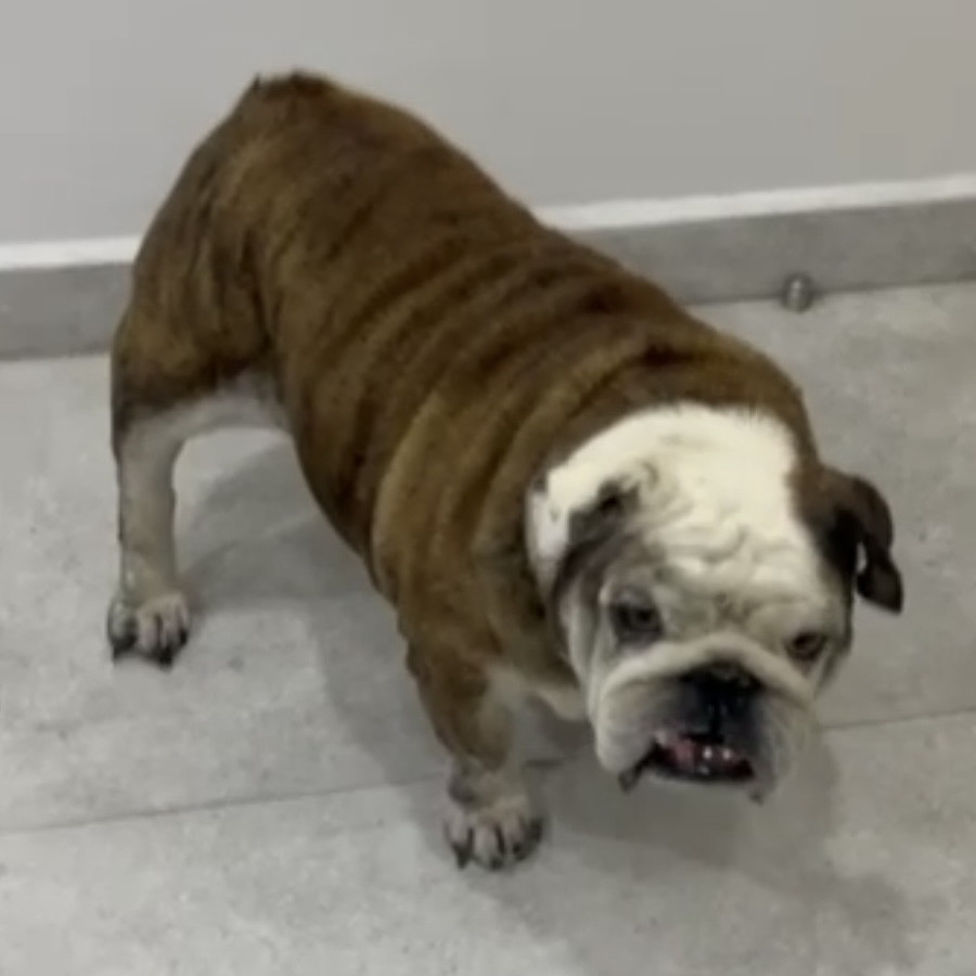  | Raza Bulldog Inglés  | Final Feliz