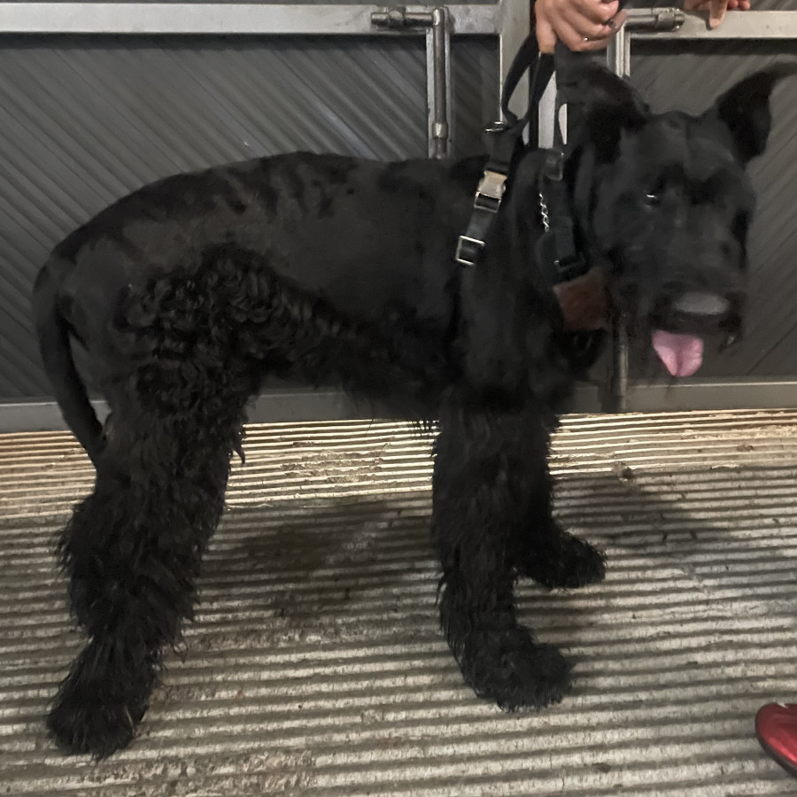  | Raza Schnauzer Gigante | Final Feliz