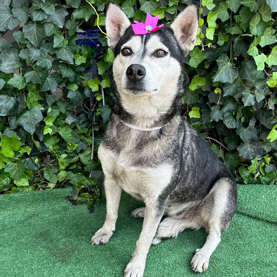  | Raza Mestiza, cruza de Husky Siberiano | Encontrada