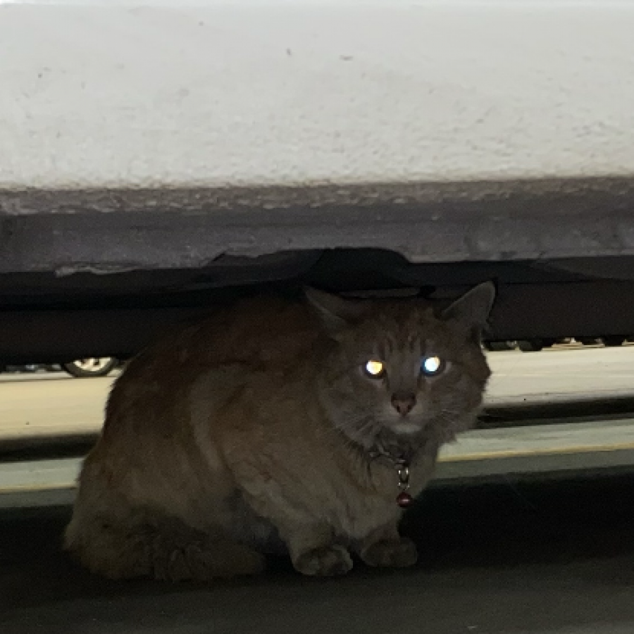  | Raza Doméstico Americano de pelo semilargo | Encontrado