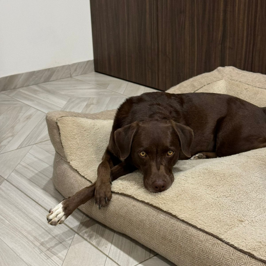 MOKA | Raza Mestiza, cruza de Labrador | Final Feliz