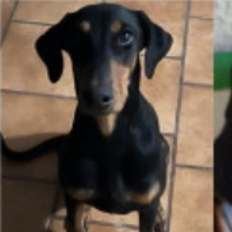 CANELITA | Raza Doberman | Perdida