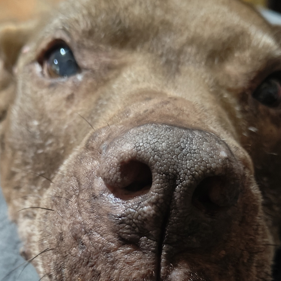 TRUCO | Raza American Pitbull Terrier | Perdido