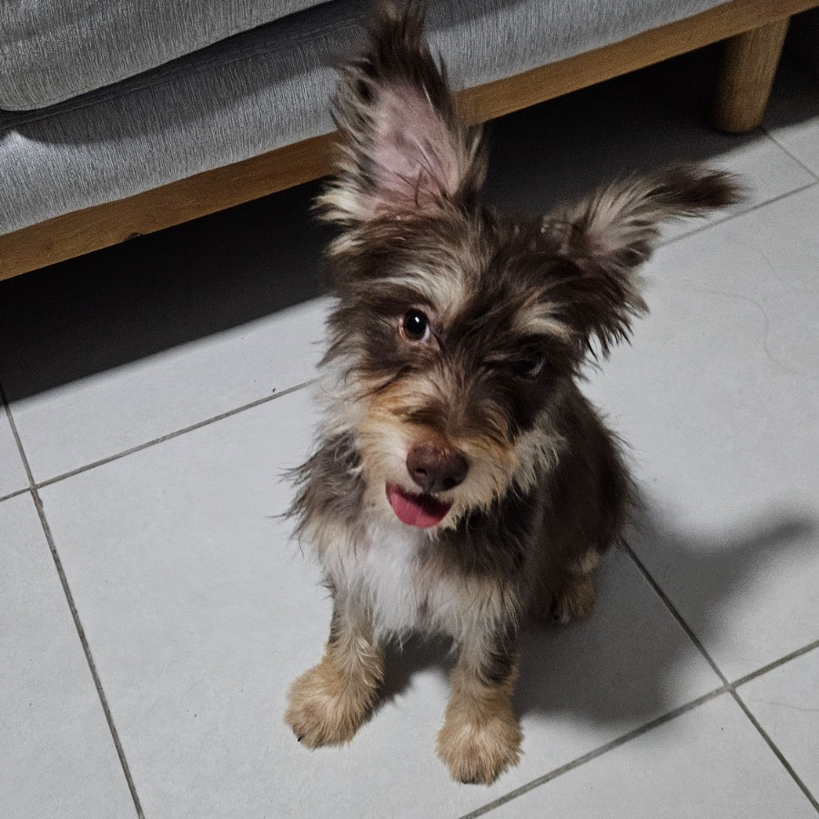 LORENZO | Raza Mestizo, cruza de Yorkshire Terrier,  (Yorkie) | Final Feliz