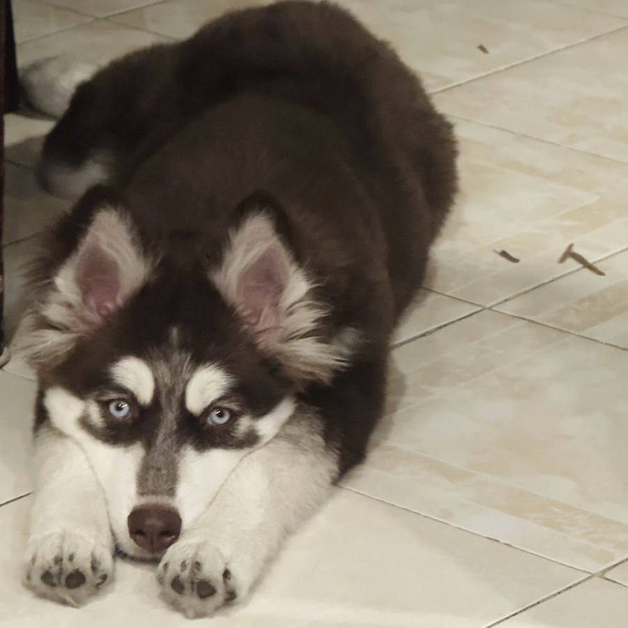 GINEBRA | Raza Husky Siberiano | Final Feliz