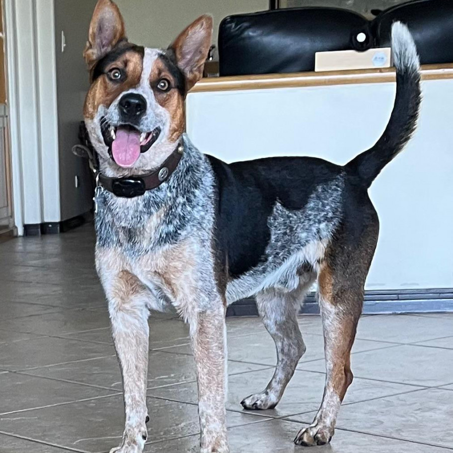 DJANGO | Raza Ganadero Australiano Blue Heeler  | Perdido
