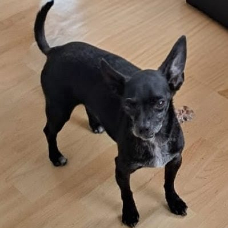 KIMBO | Raza Chihuahua | Perdido