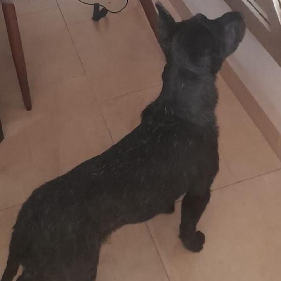 KATY | Raza Schnauzer | Perdida