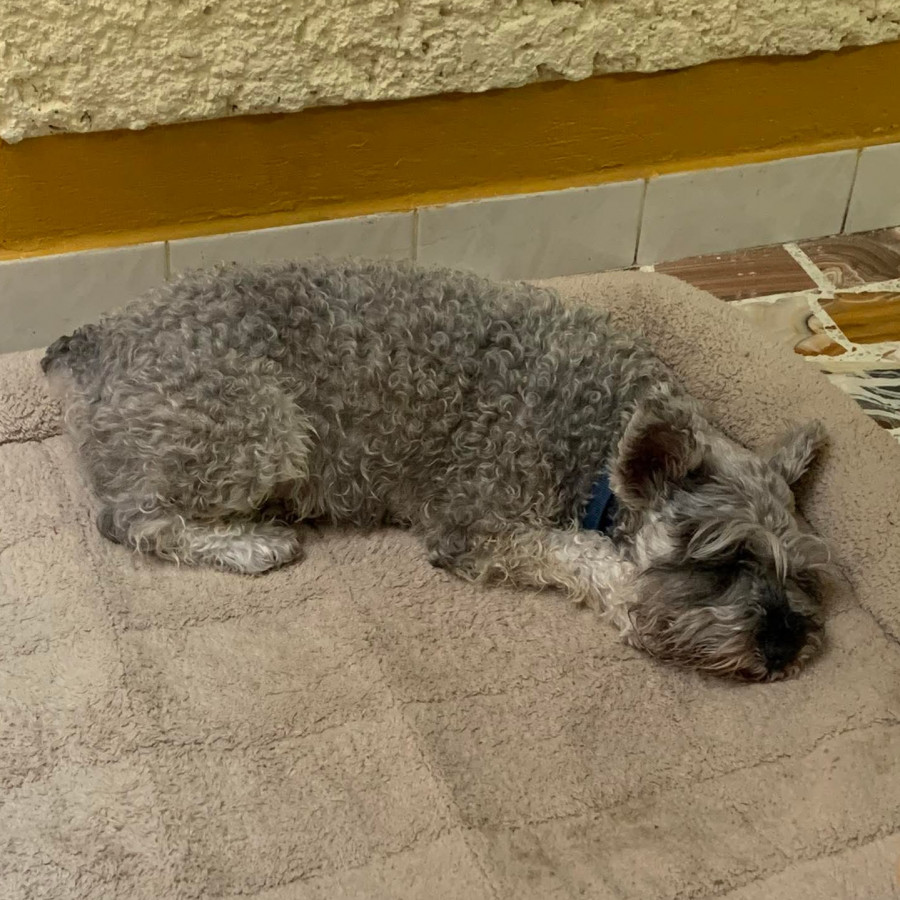 GROOT | Raza Schnauzer Miniatura  | Perdido