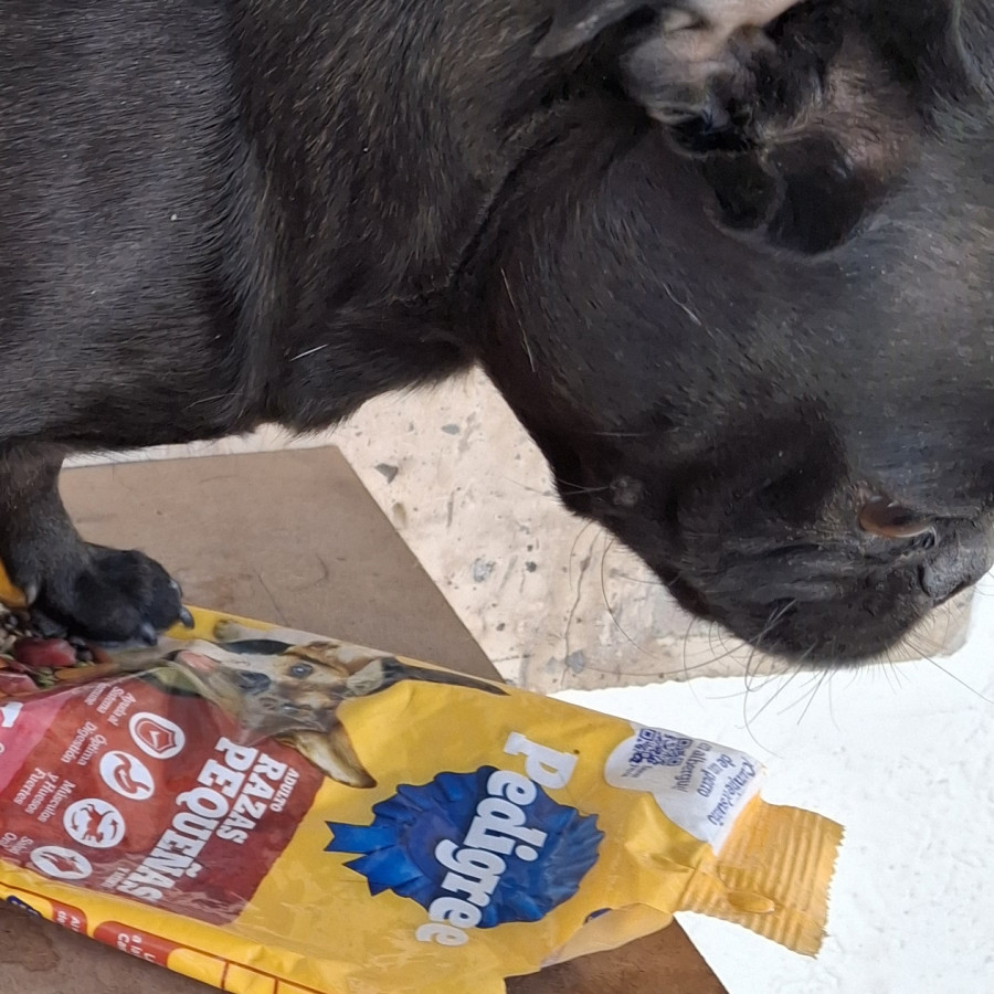 DIXIE | Raza Pug o Carlin | Perdida