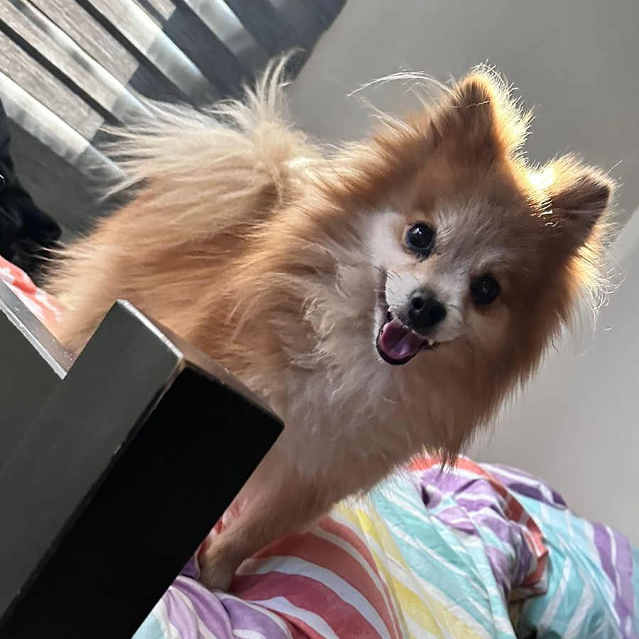 CHOCO | Raza Pomerania | Final Feliz